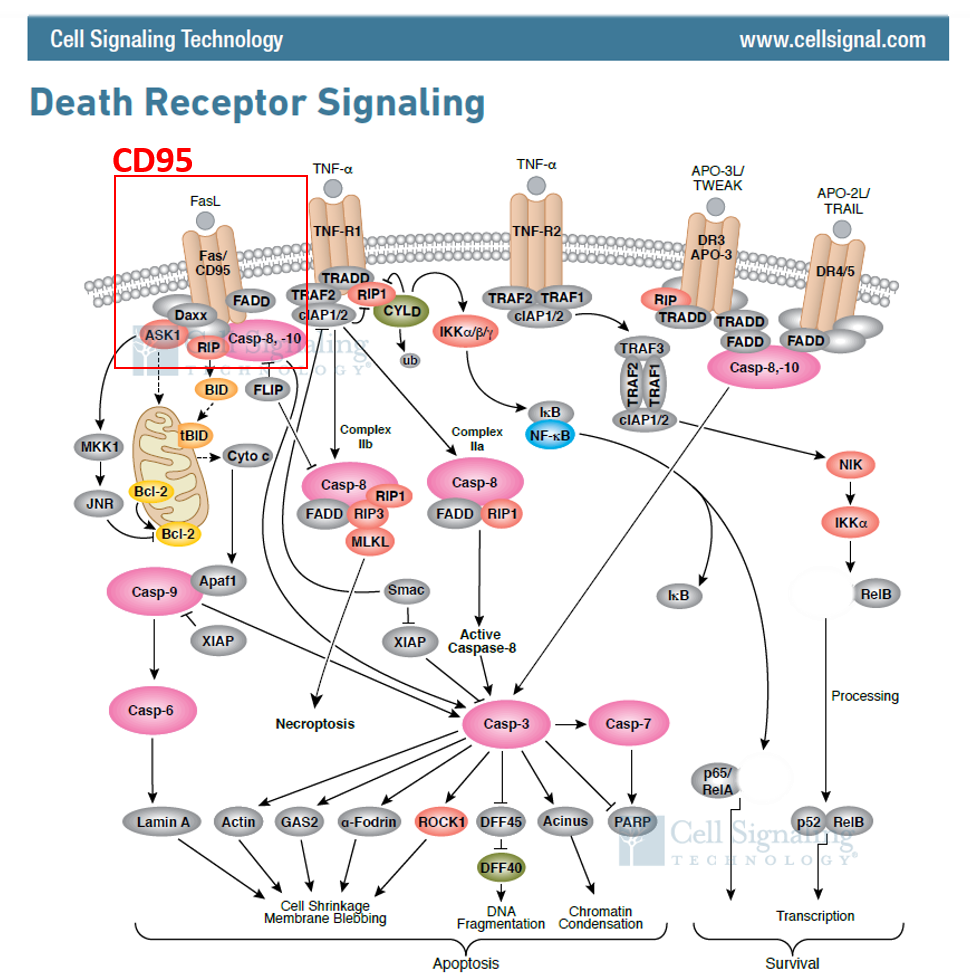 death receptor signaling pathways