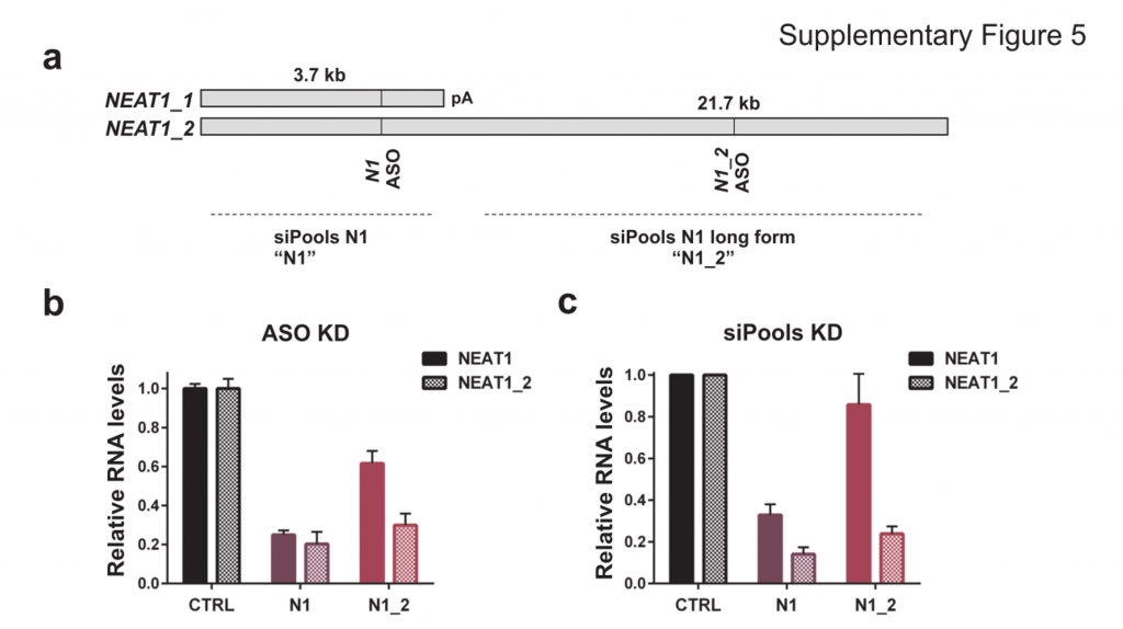 Disrupting lncRNA function - Downregulation of lncRNA NEAT1 with siPOOLs and ASOs
