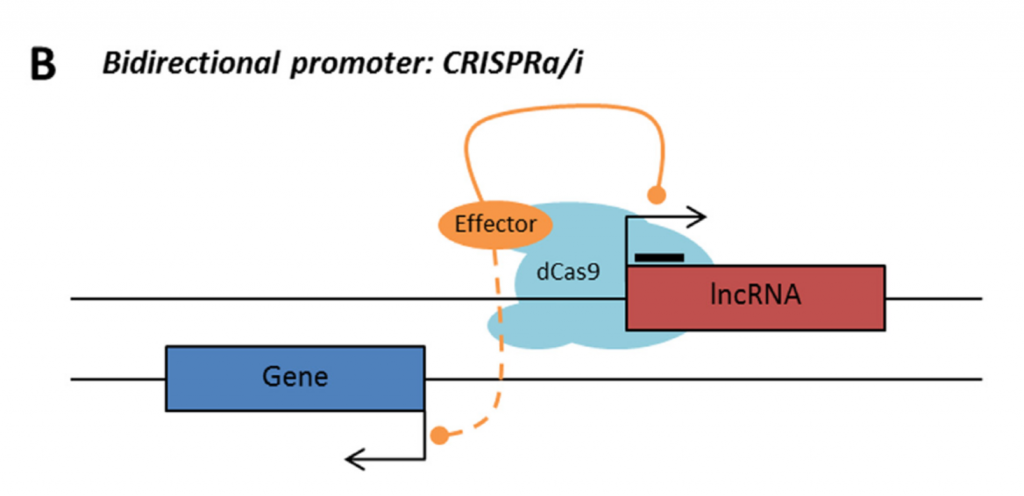 LncRNA with bidirectional promoter