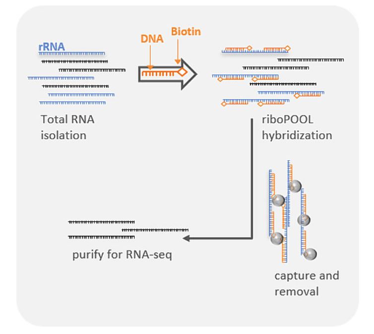 Physical rRNA removal workflow