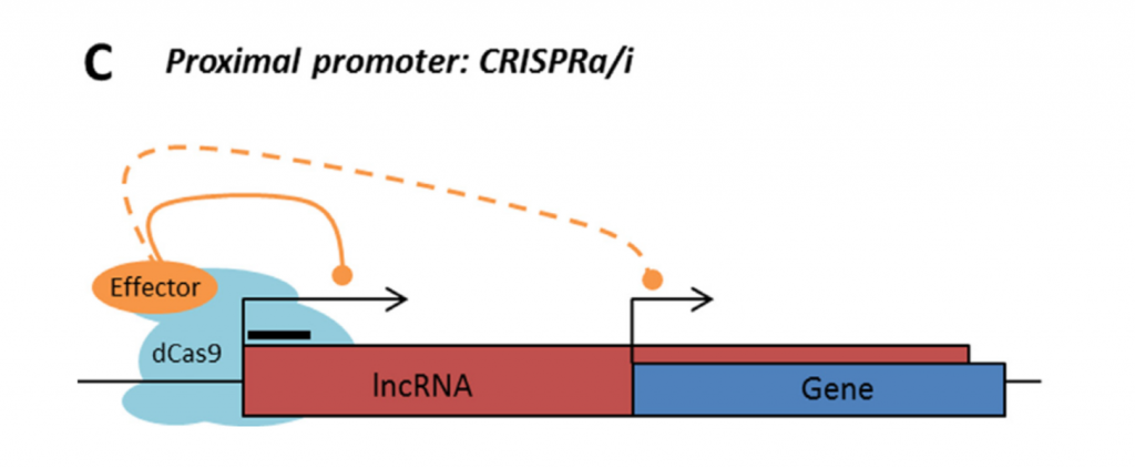 LncRNA with proximal promoter