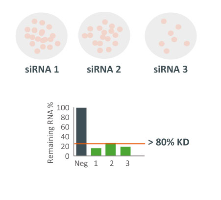 target validation siRNA vs siPOOL pharma story