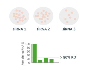 pharma target validation siRNA