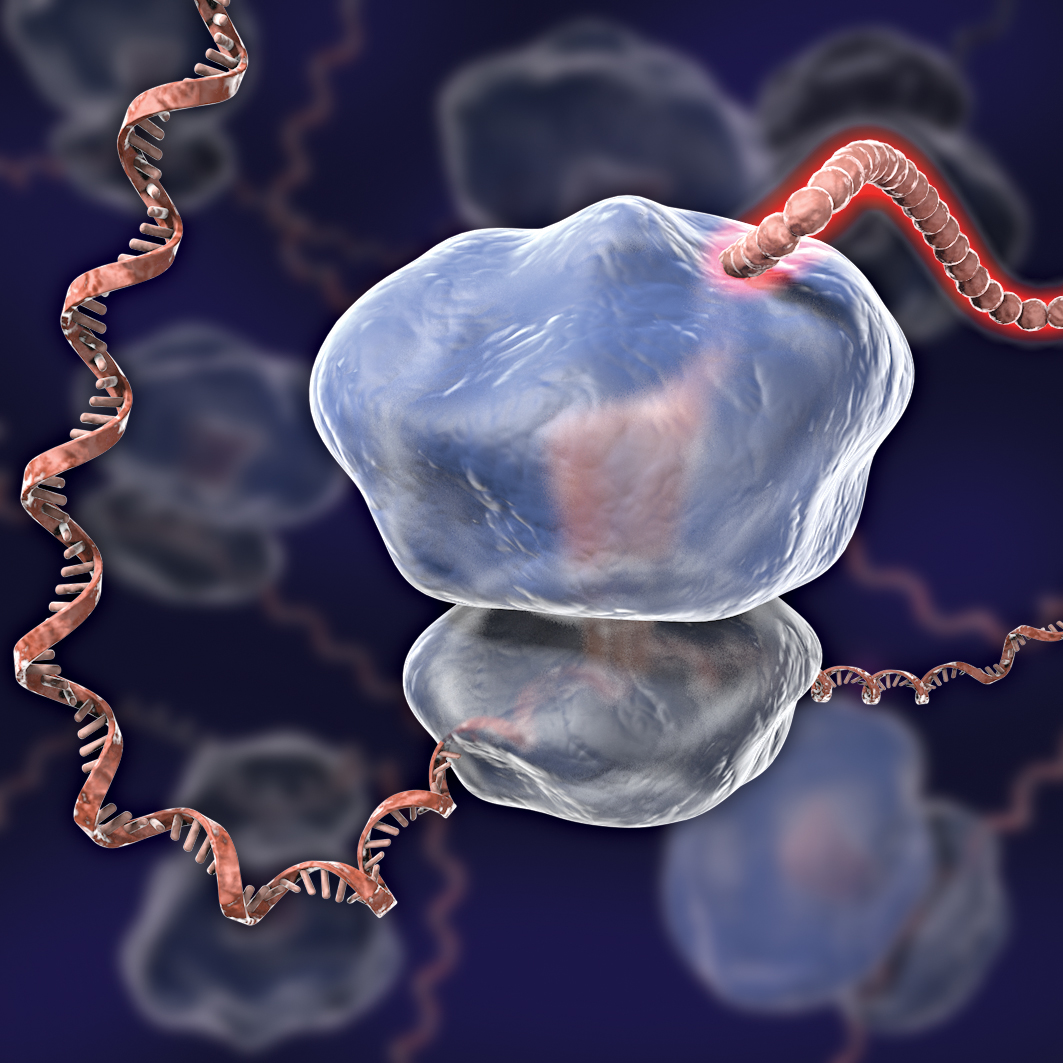An artist’s rendition of a ribosome. Credit: C. BICKLE/SCIENCE