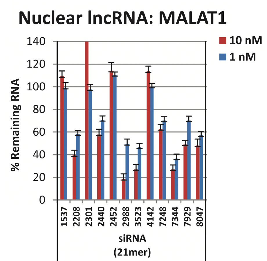 Nuclear IncRNA: MALAT1