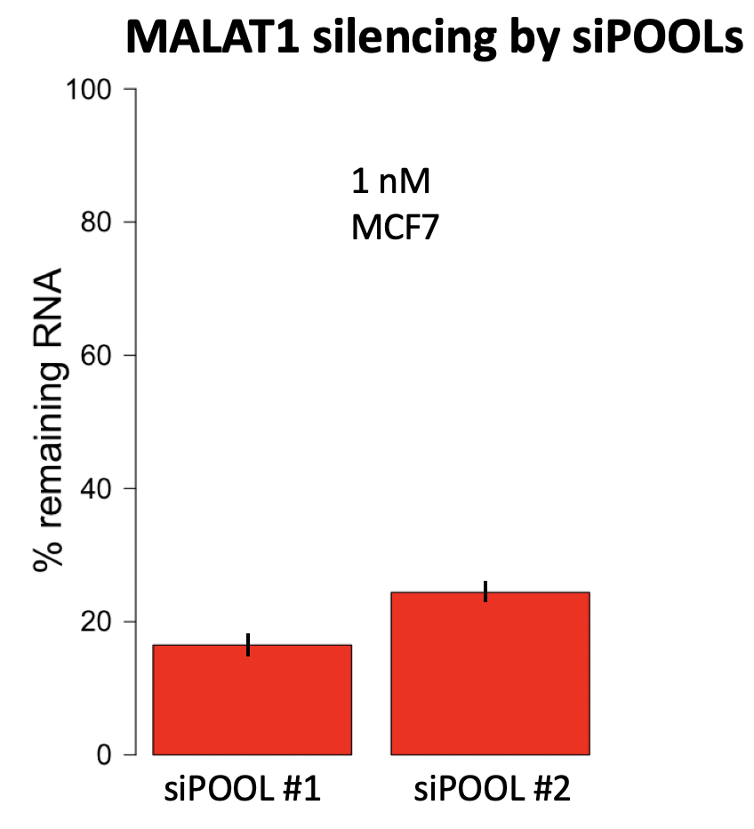 MALAT1 Silencing by siPOOLs