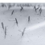A Brief Interview with Patrick Hörner on Malaria and insecticide resistance